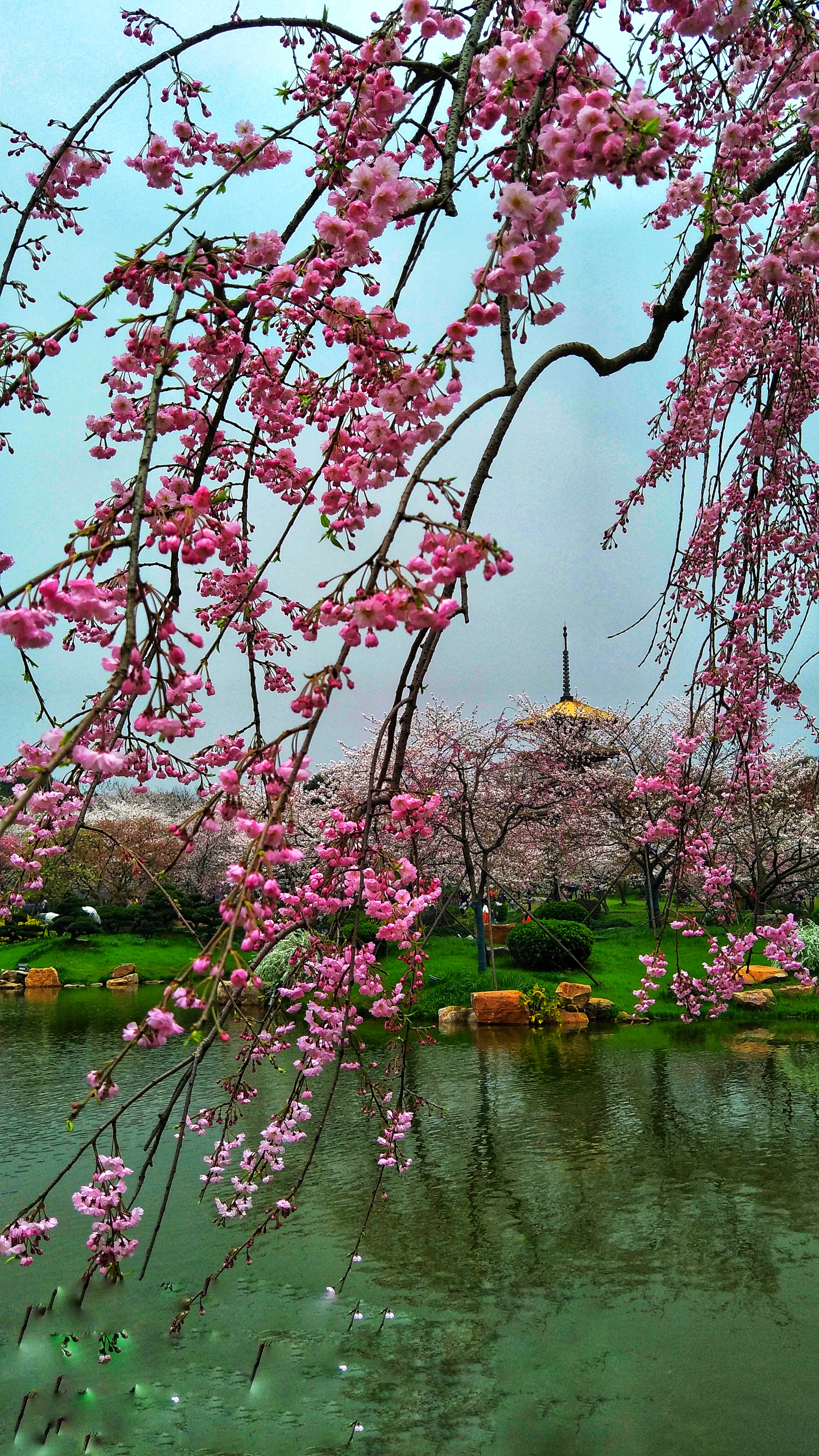 武汉赏樱之旅,武汉东湖樱园赏樱