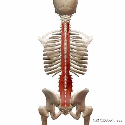 腰部损伤能好吗,腰受伤了以后还能做硬拉吗