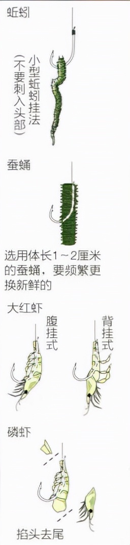 「日本专业矶钓书籍」海鲫富有营养，入门矶钓对象鱼