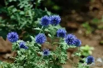 新疆的特殊植物,新疆戈壁上常见的植物