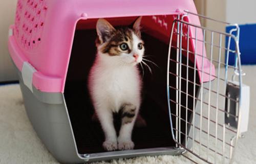 猫咪进猫包训练,如何训练猫咪进猫包