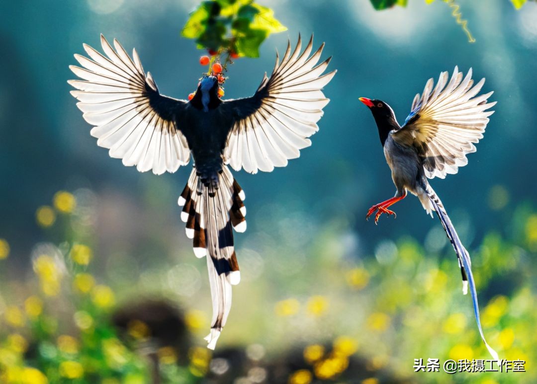 第16届国际摄影艺术展获奖作品,第29届全国摄影艺术展览作品集