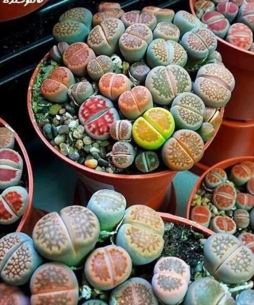 50款最红的多肉一棵多少钱,2021多肉植物掉价最多品种