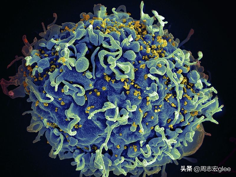 蚊子能传播一大堆疾病，为什么不能传染艾滋病？