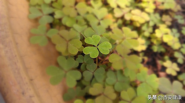 感冒药、抗生素、止咳药，孩子咳嗽时你选谁？或抗敏益生菌？