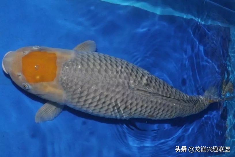 锦鲤入缸的正确方法,锦鲤新缸开缸注意事项