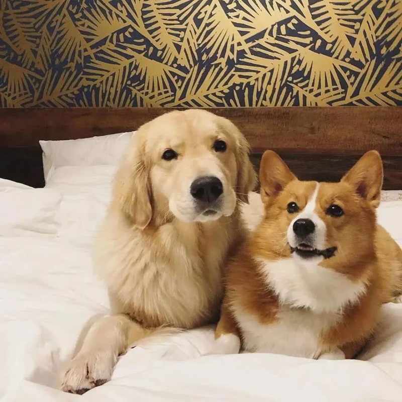 2岁柯基呕吐拉稀拉血,柯基拉稀带血精神好