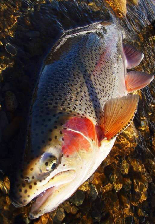 海鲜大全,最全海鲜冷知识