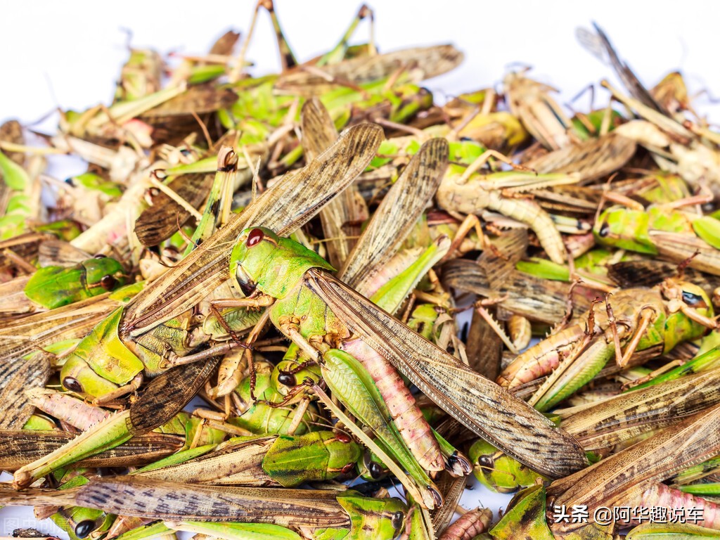 本田汽车和一汽大众哪个好,本田车与大众车哪个耐用