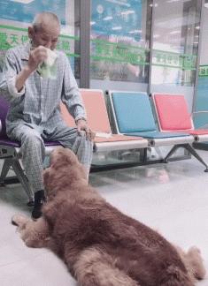 狗特别依赖主人的表现有哪些,狗对某物具有攻击性该怎么办