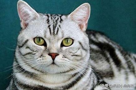 狗的寿命和猫的寿命,猫寿命和人寿命对比