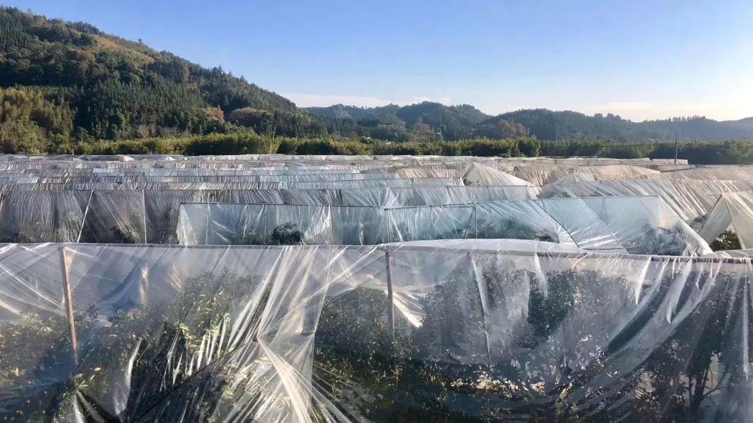 冰糖心金桔独立包装,冰糖心苹果顺丰包邮