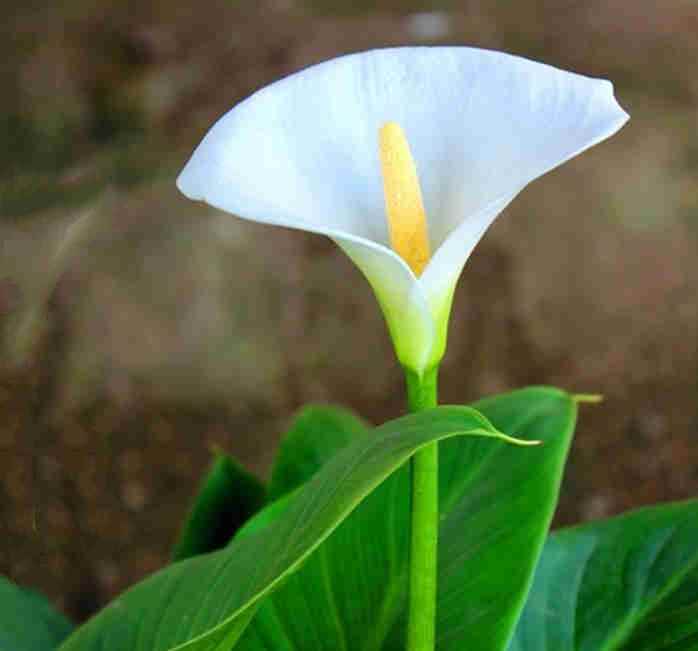 马蹄莲可以种在屋里吗,马蹄莲可以放屋里吗