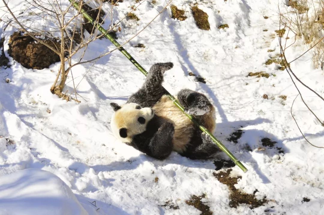 影响大熊猫生存的自然条件,大熊猫在野外怎么过冬