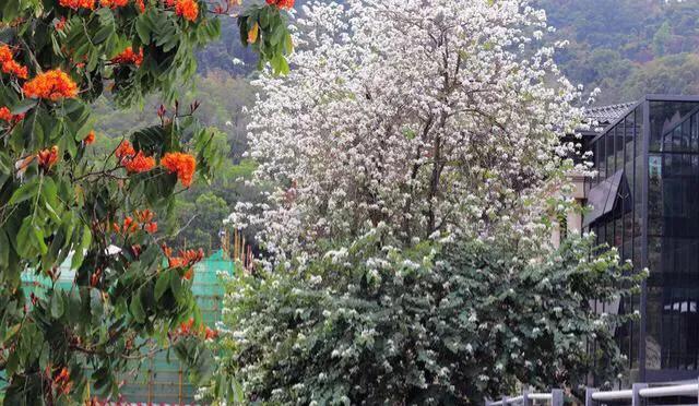 深圳十佳免费湿地公园,深圳十大免费公园排行榜最新名单