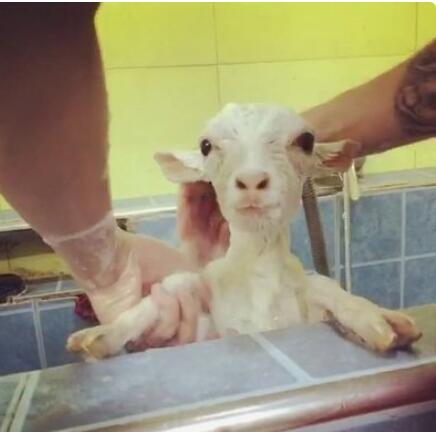 救活小羊的方法有哪些,假死猪抢救法