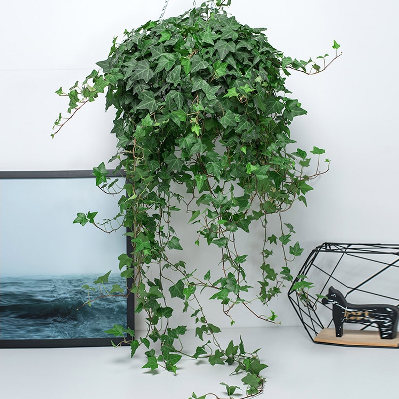 100种绿植大全,50种盆栽绿植花卉大全