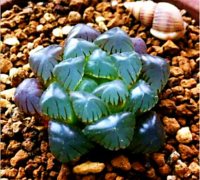 冰灯玉露防辐射彩色多肉植物,超大母本冰灯玉露多肉植物