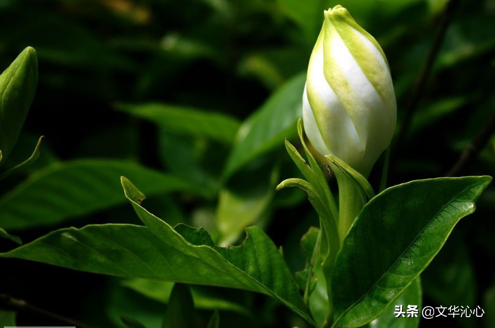 每日原创诗词一首,每日成诗