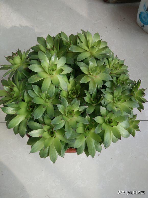 多肉养得不好才会长花剑吗,莲花多肉怎么养才能爆盆