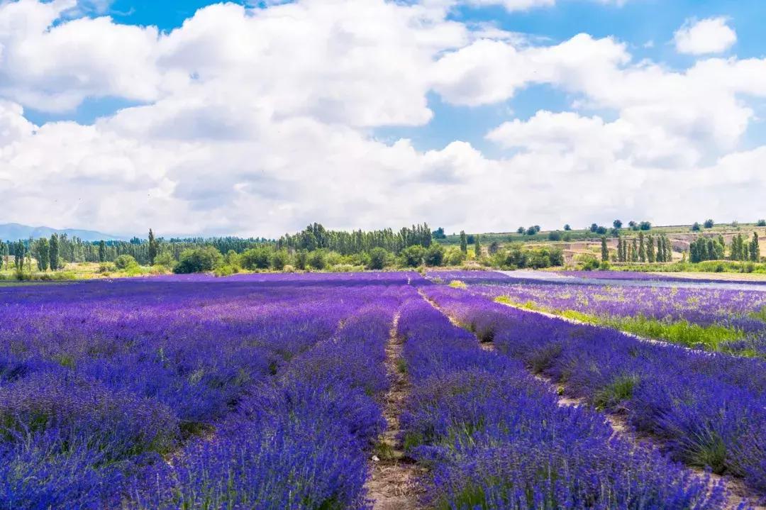 新疆的天堂在哪,新疆人间天堂在哪