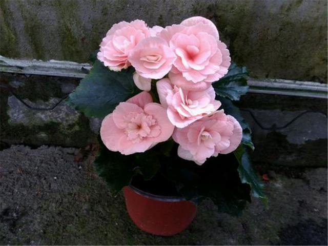 丽格海棠花谢后还能接着开花吗,丽格海棠光长新芽不开花是为什么