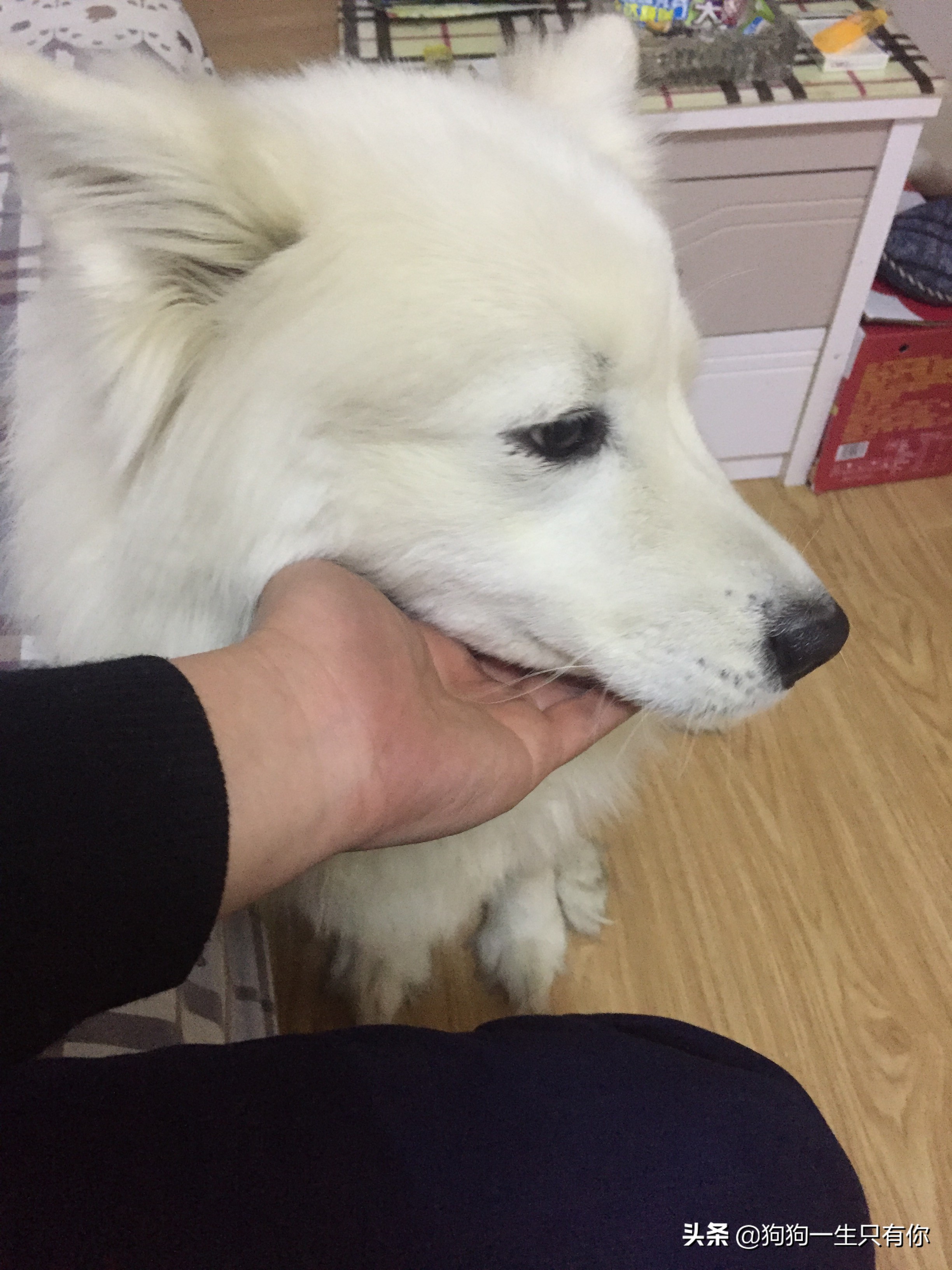 主人只要不在家狗狗乱拉尿怎么办,为什么主人在家狗狗就乱尿