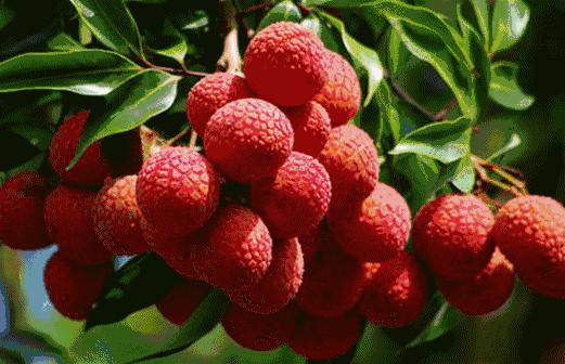 为了阻止荔枝集体自杀，古往今来荔枝控们费尽心机（菲李漫画）