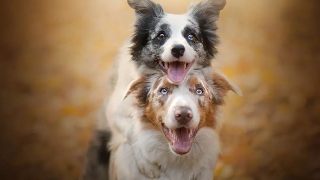 狗狗眼睛受伤了怎么看有没有瞎,狗狗眼睛问题大全