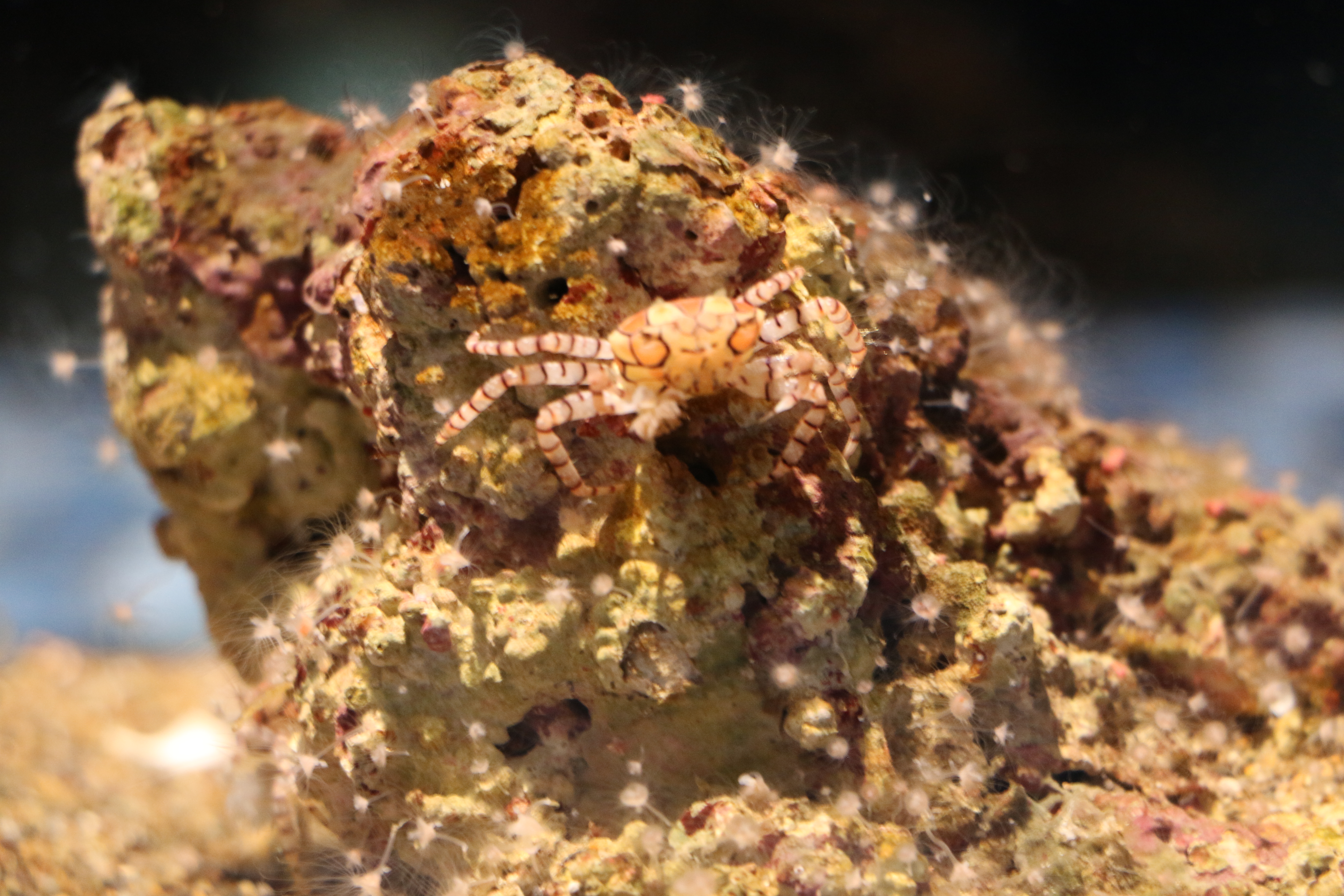 日本奈良自由行详细攻略,日本大阪京都自由行路线