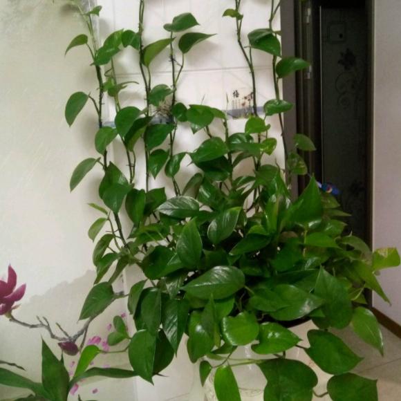 养吊兰绿萝用什么盆栽,绿萝吊兰怎样养