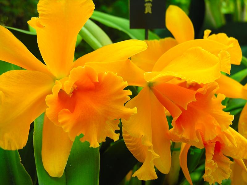 中国三十种名花图片大全,中国十大名花及花卉文化