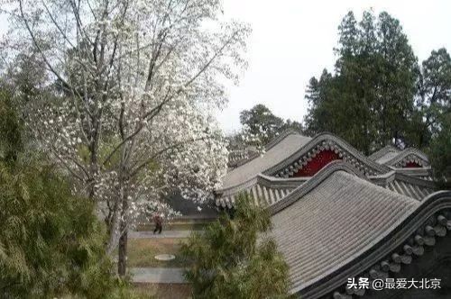 香山红叶几月去最好香山用预约吗,去北京香山看红叶别去爬山吗