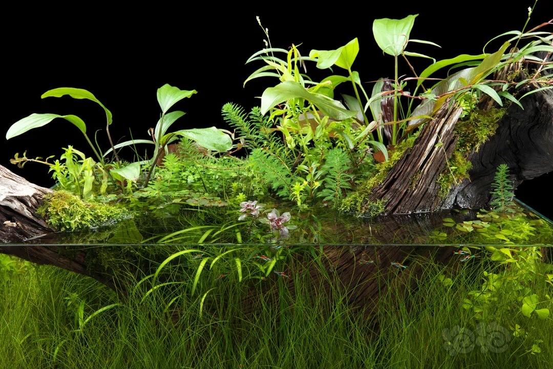 40缸草缸开缸教程新手入门,新手草缸需要装过滤系统吗