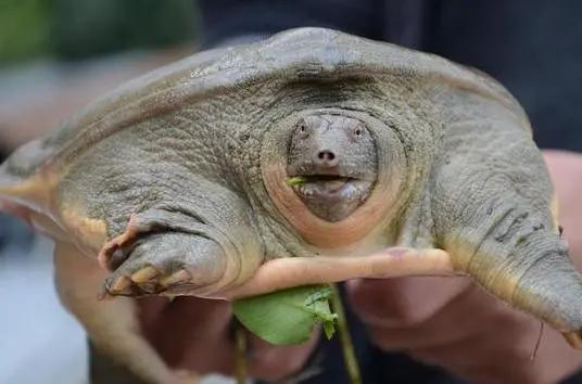 甲鱼死也不松口怎么办,甲鱼为什么老是无缘无故死了