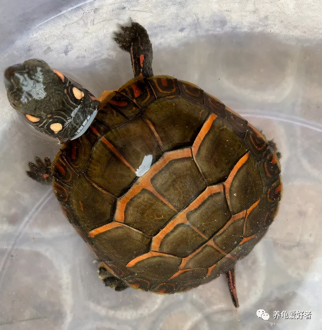 锦龟是不是巴西龟,锦龟简介