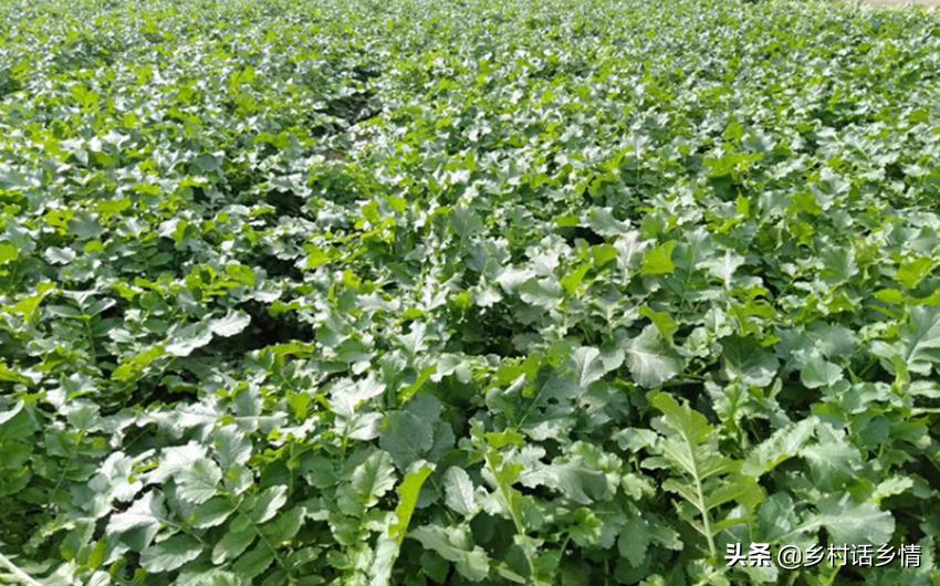 怎样种植萝卜才能使萝卜更大,怎样种大萝卜甜又脆