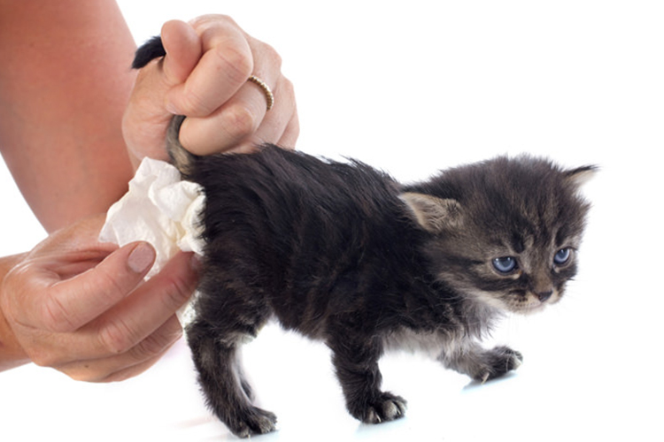 猫咪拉稀是不是要禁水禁食,猫咪又吐又拉稀需要禁食吗