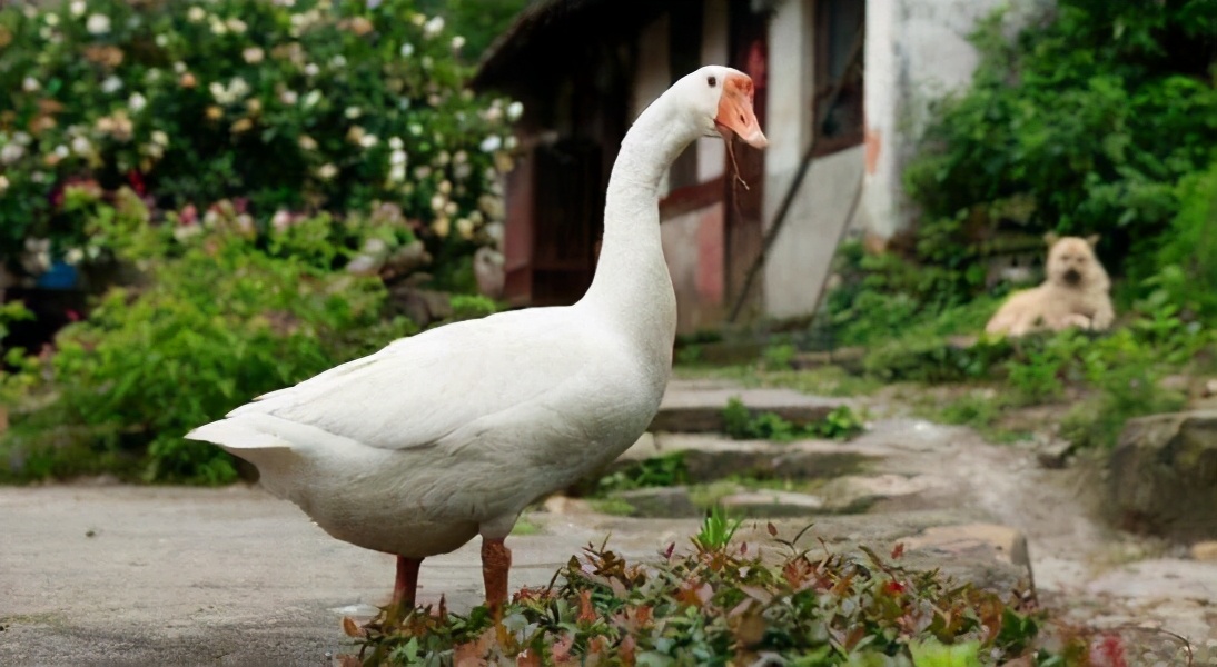 为啥有鹅的地方没有蛇,鹅的粪便能驱赶蛇是真的吗