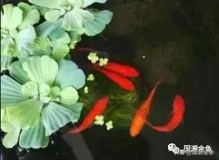 恭祝新春，过年家中养它——中国的“吉祥物”！寓意金玉满堂