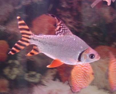 养什么宠物不掉毛还便宜不臭,养什么宠物好便宜又不臭又不咬人