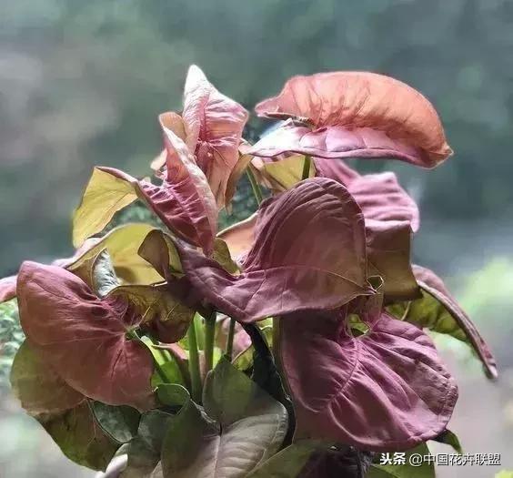 打翻了调色盘的花,打翻了调色盘的美景