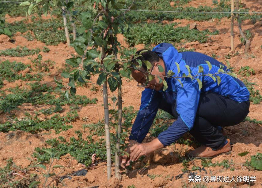 苹果丰产管理新技术,苹果幼树早丰产技术视频