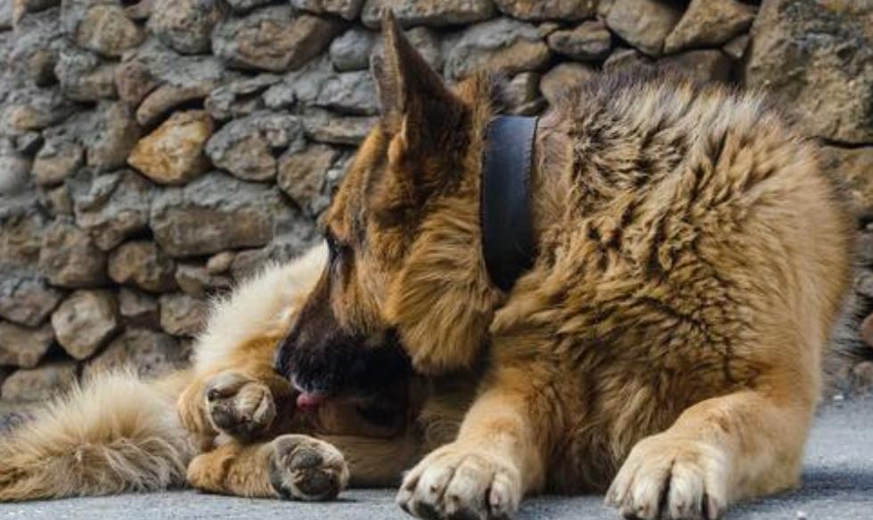 狗狗不是舔着喝水，姿势有难度，“万能”舌头，令人惊叹