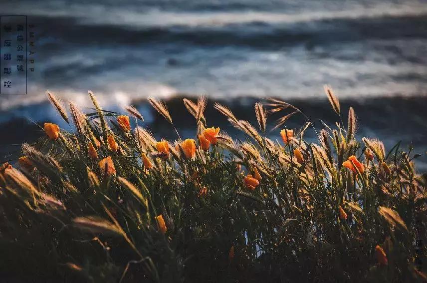 r5相机半按快门测光对焦如何设置,对焦跟测光是怎么分开的