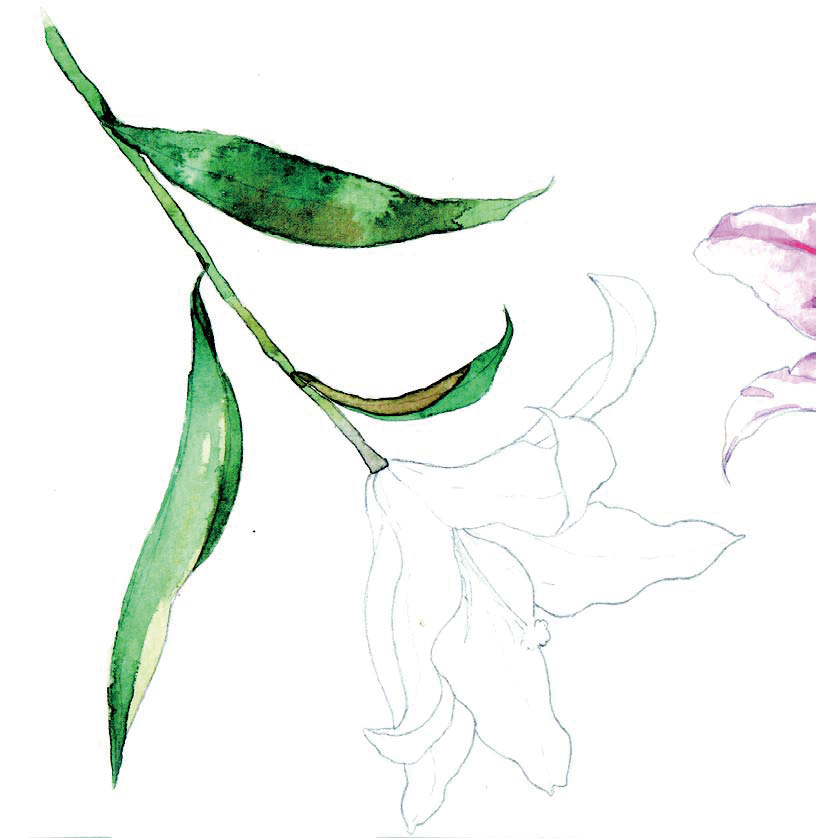 清爽又干净的水彩花卉手绘,学习水彩花卉画法步骤