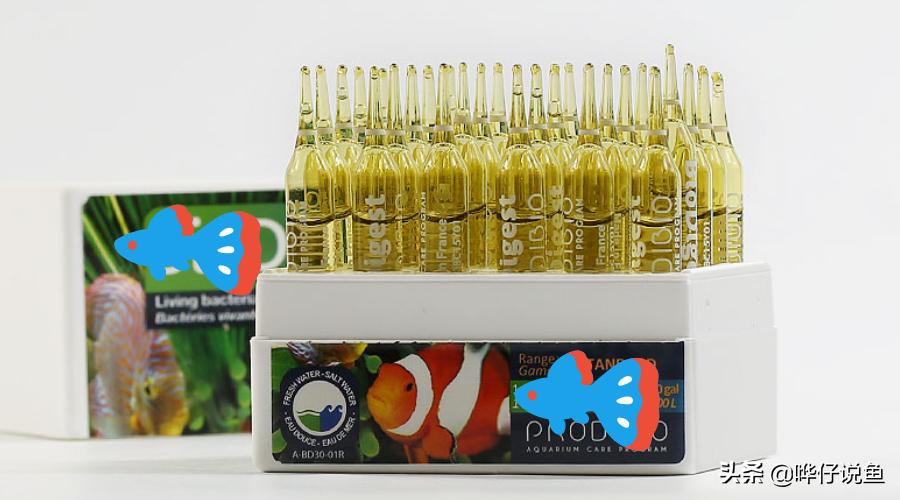 什么鱼适合培养硝化细菌,培养硝化细菌时要不要给鱼喂食