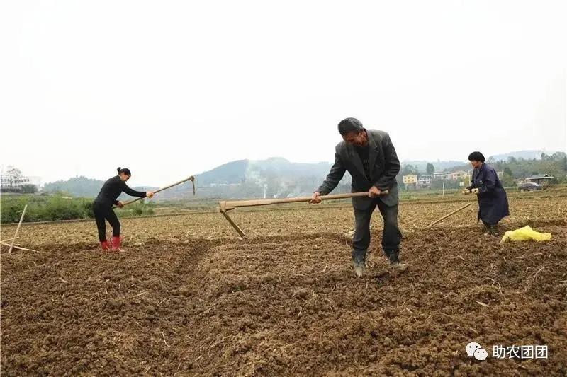 贵州助农团团最新视频,助农团团直播带货