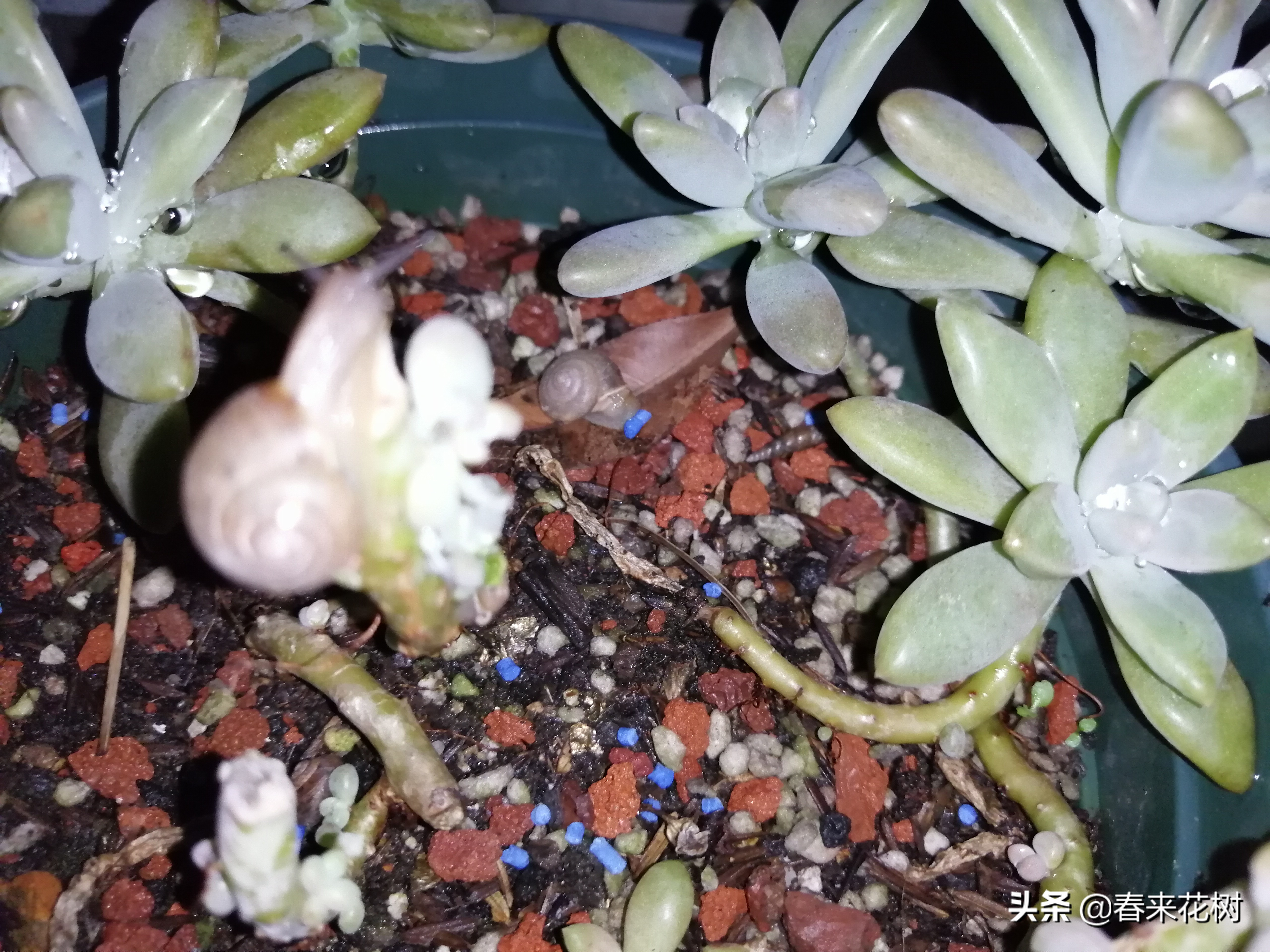 爱养花的坏处,养花防小蜗牛的方法有哪些