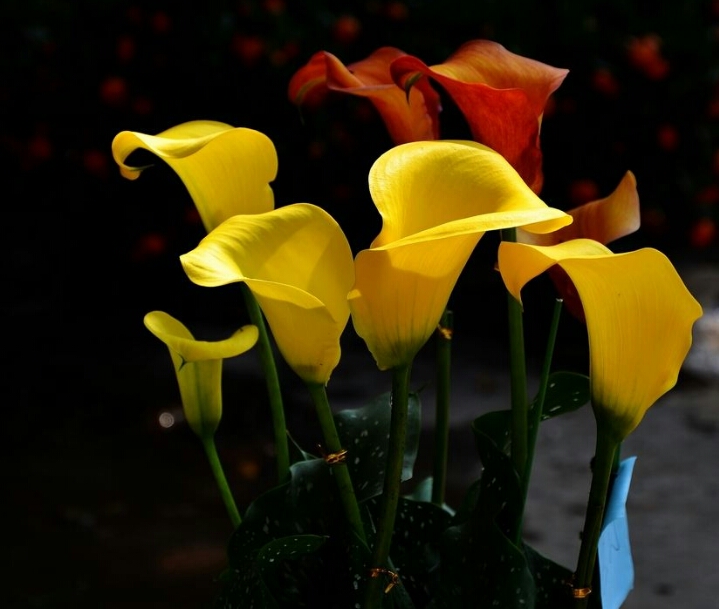 彩色马蹄莲怎么养爱开花图片,彩色马蹄莲夏季的养殖方法